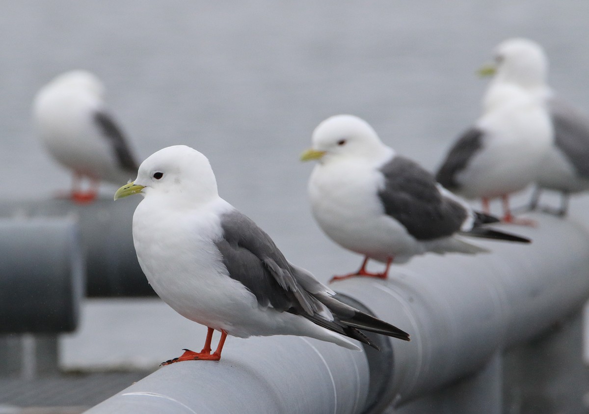 Red-legged Kittiwake - Moe Bertrand