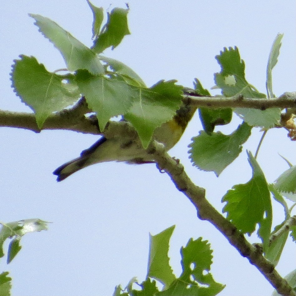 Northern Parula - ML312177031