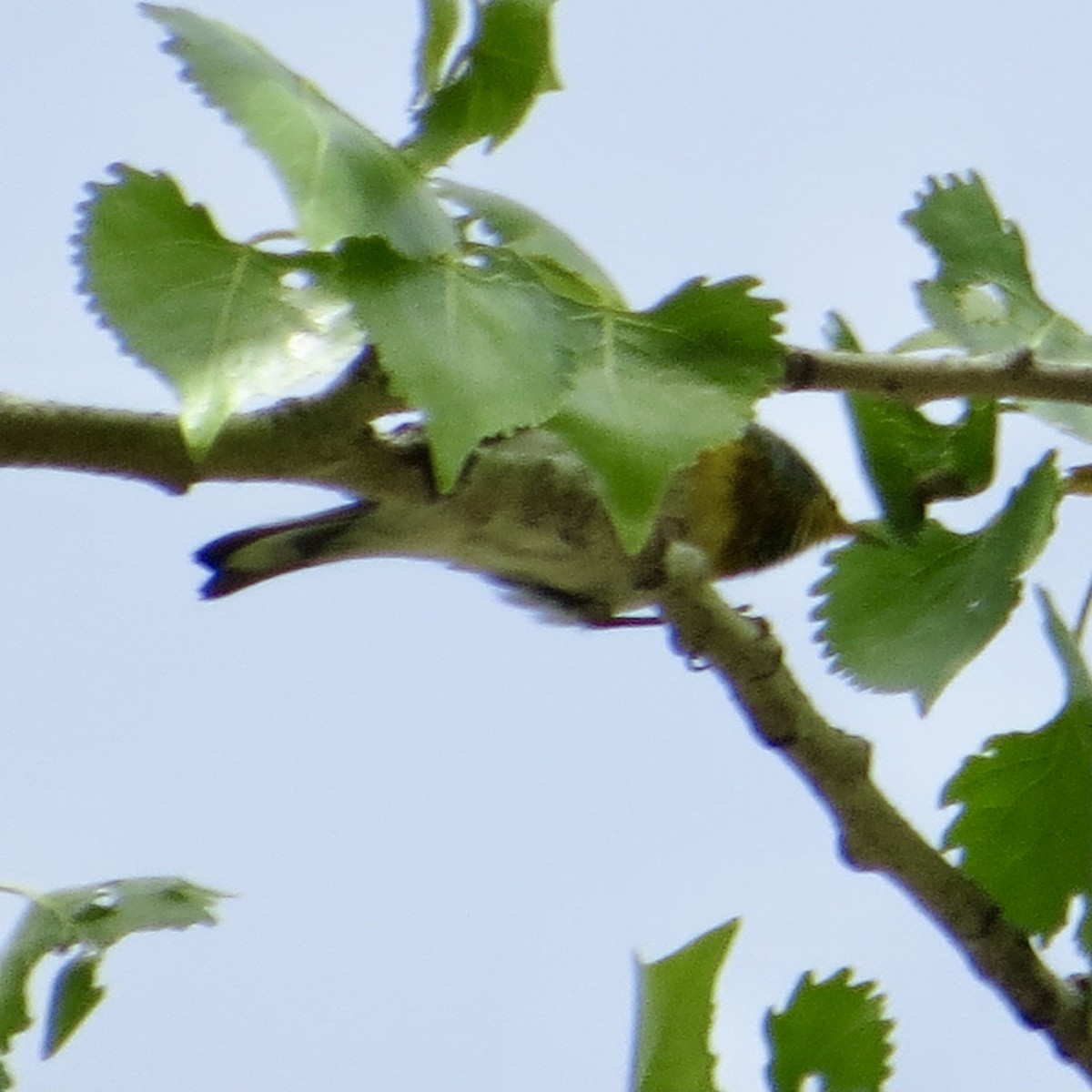 Northern Parula - ML312177101