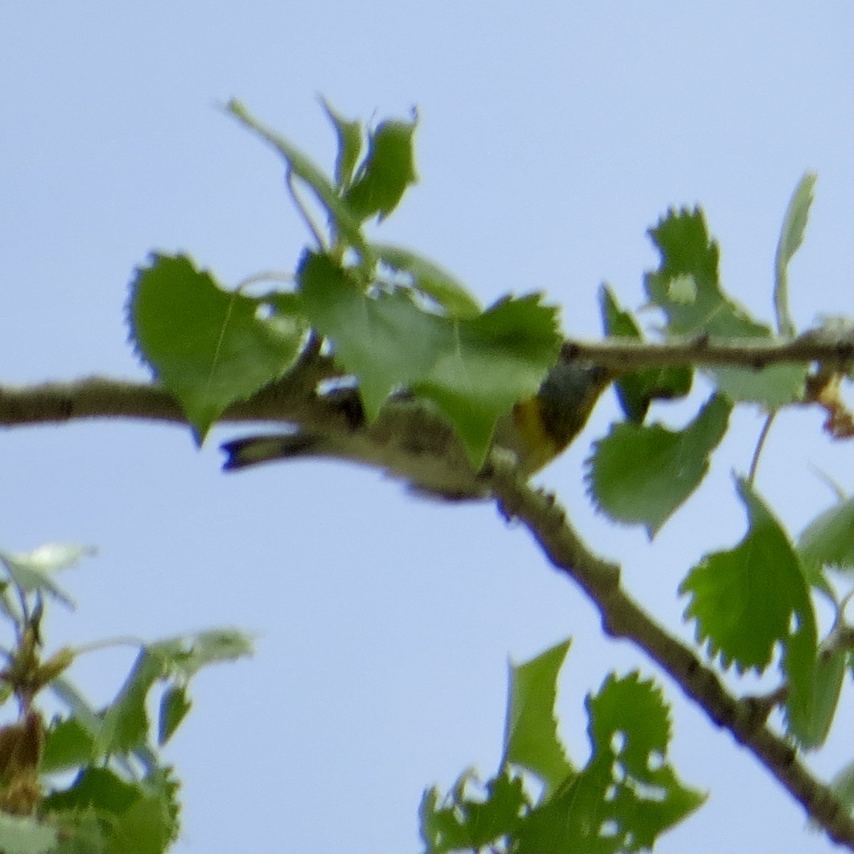 Northern Parula - ML312177121