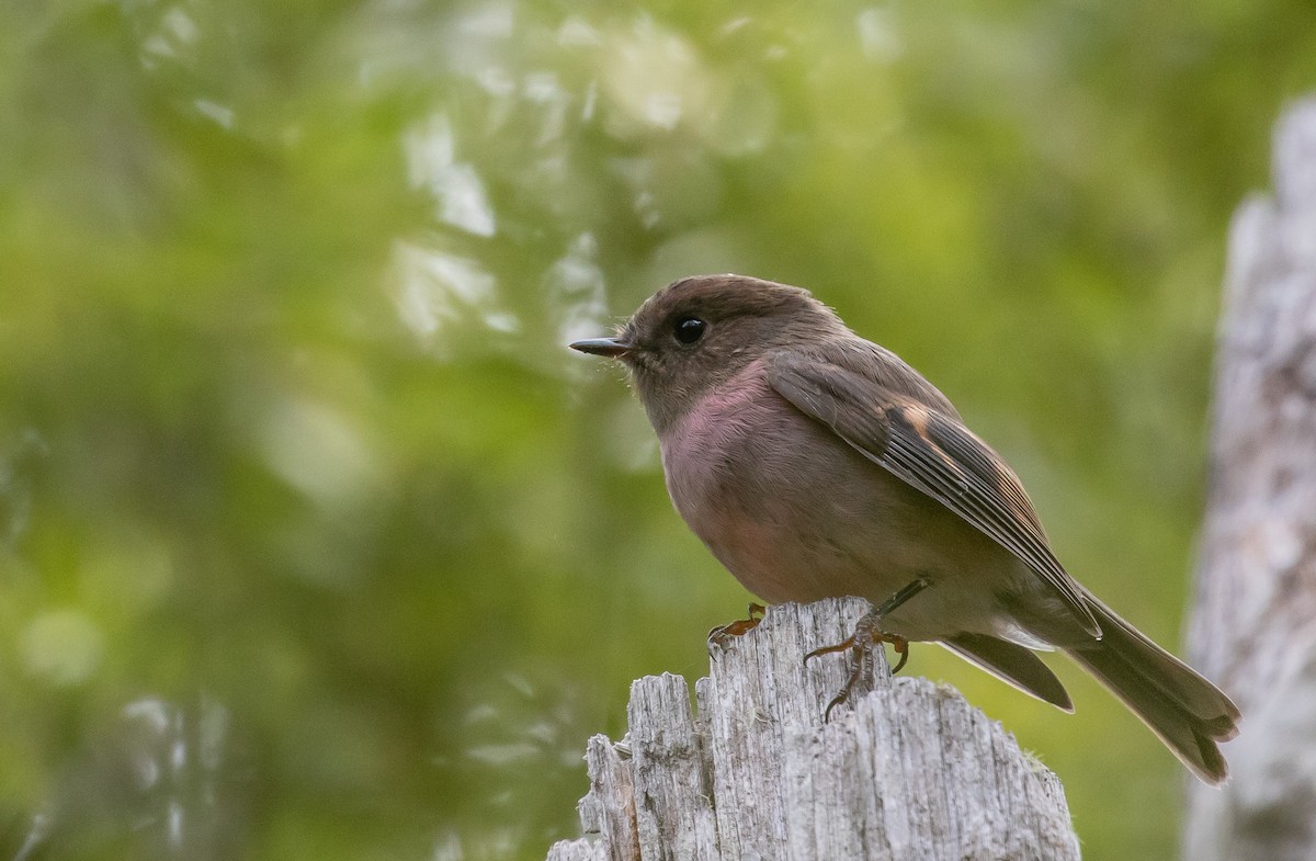 Pink Robin - Paul Brooks