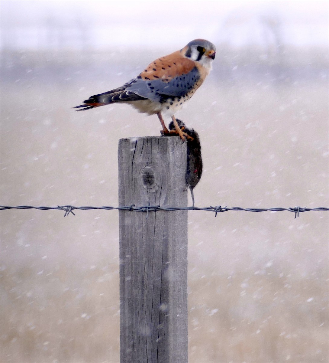 American Kestrel - ML312177531