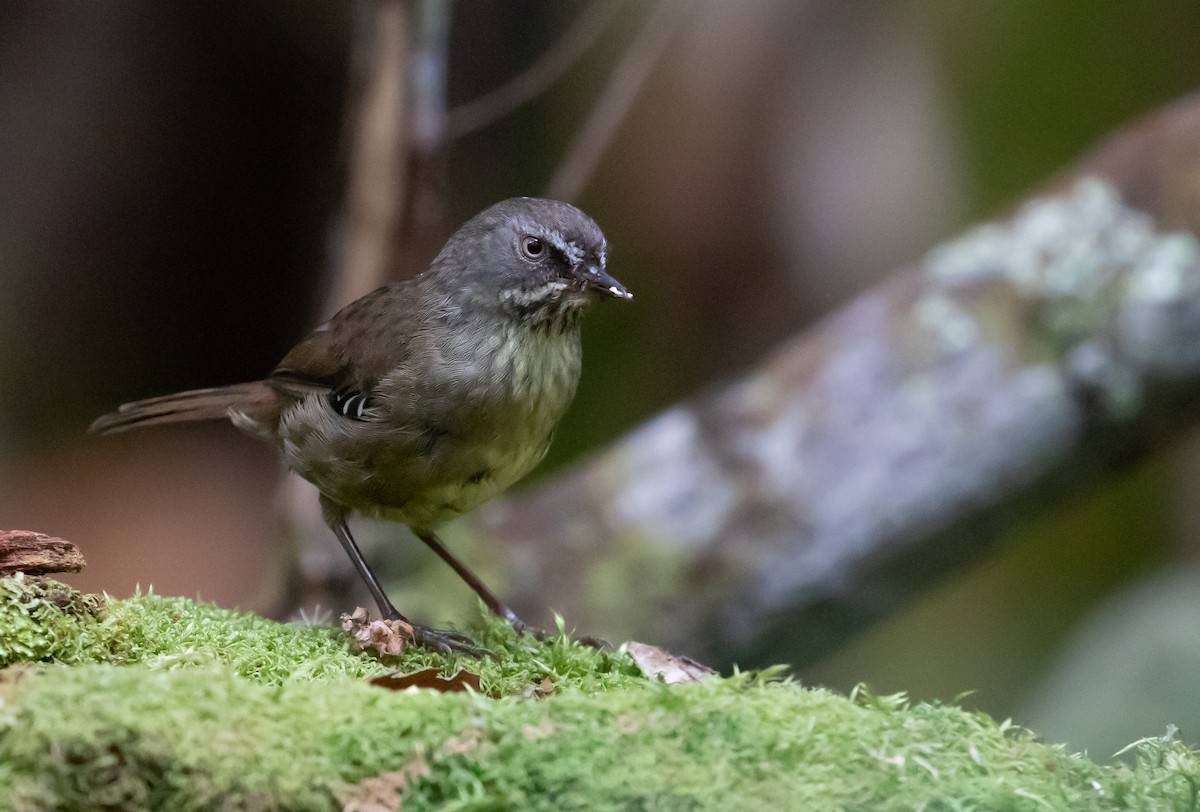 Tasmanian Scrubwren - ML312177561