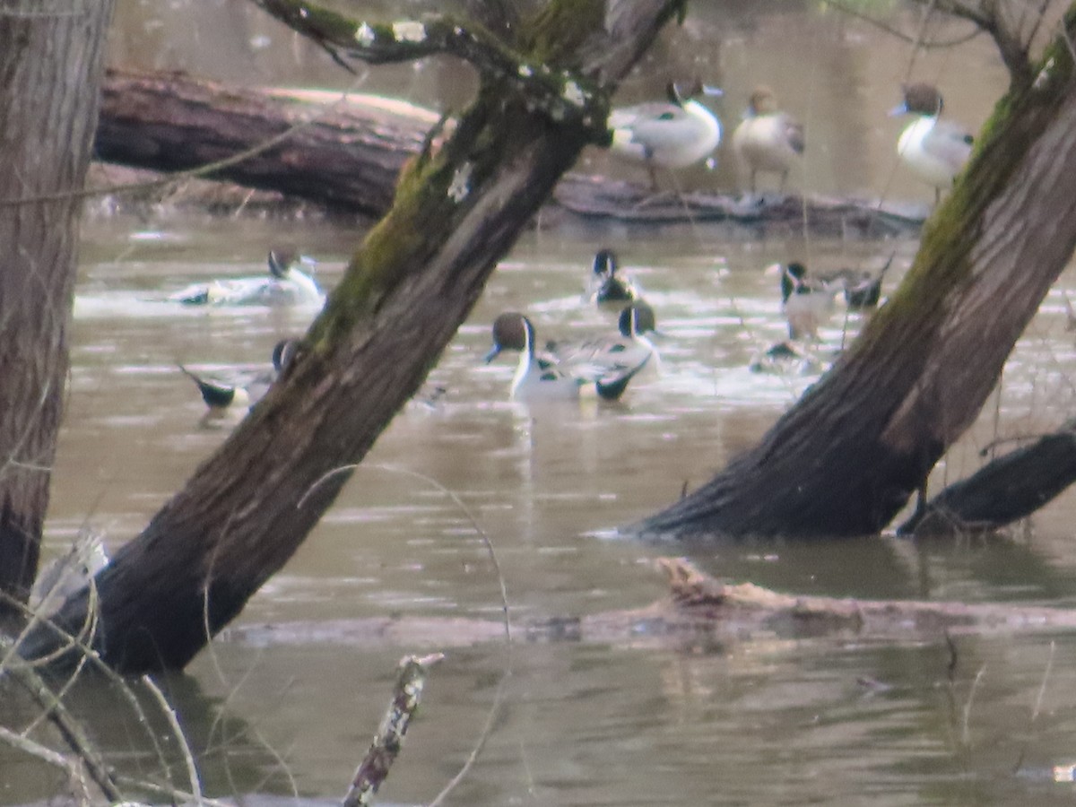 Northern Pintail - Ken Clark