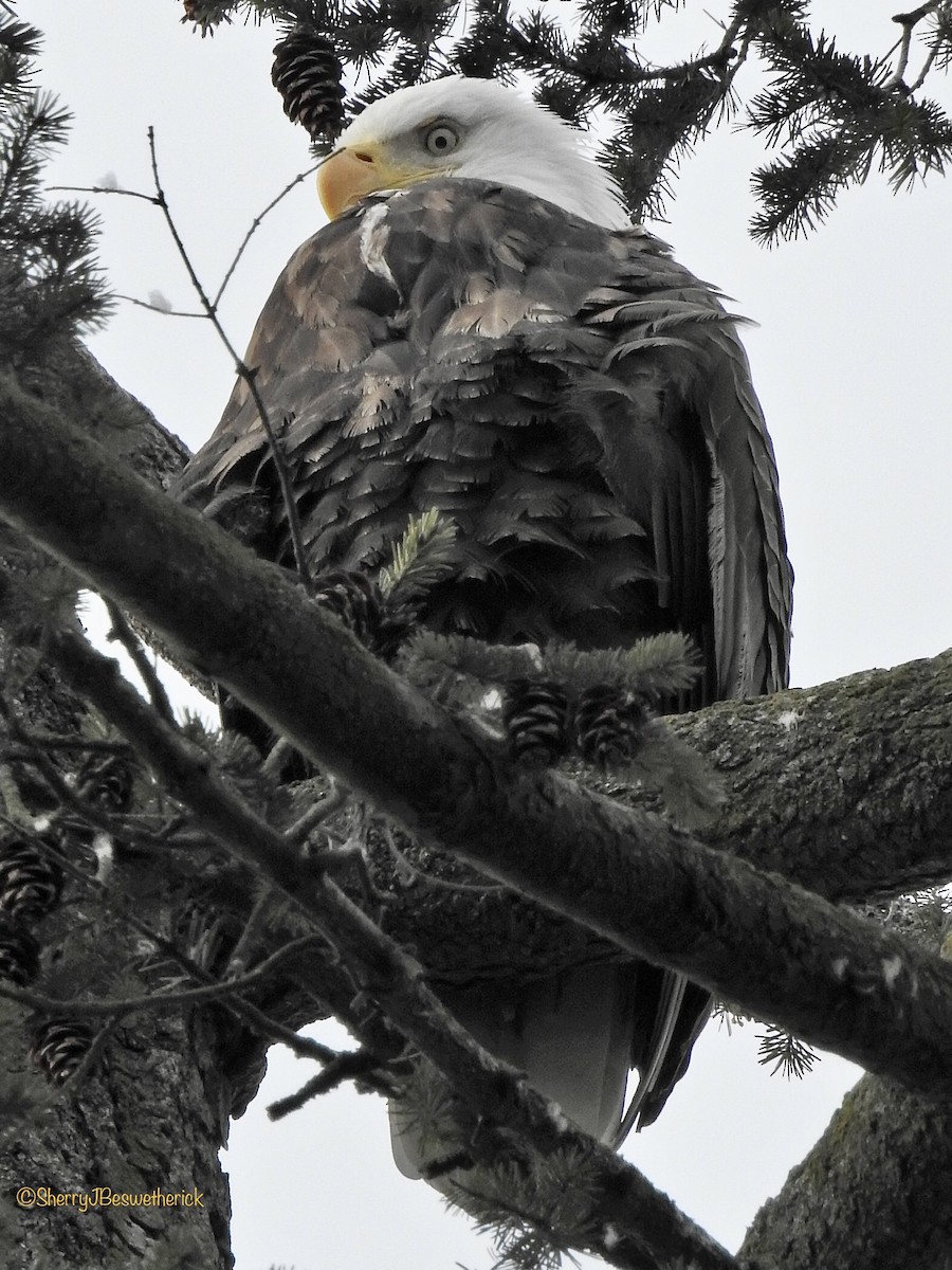 Bald Eagle - ML312178061