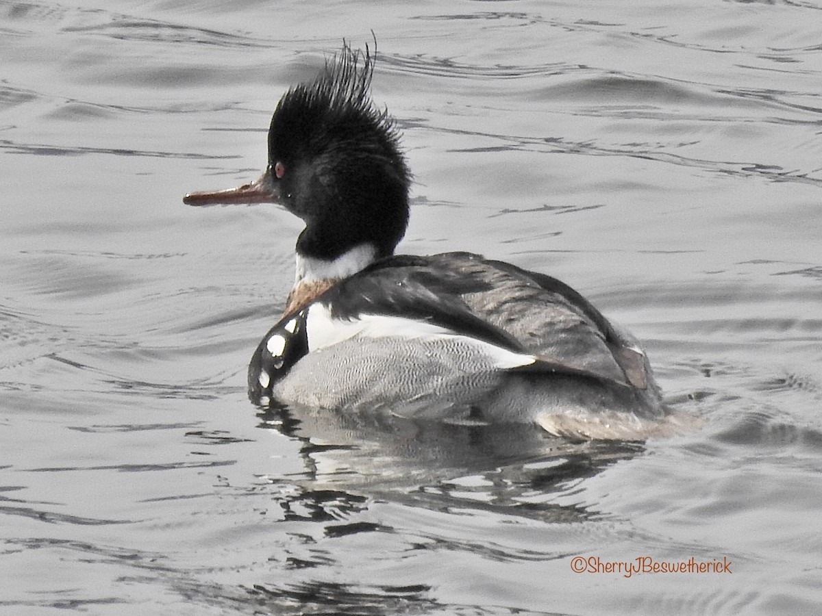 Red-breasted Merganser - ML312178151