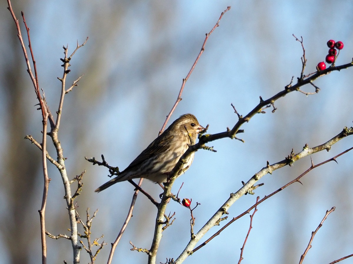 Purple Finch - ML312178241