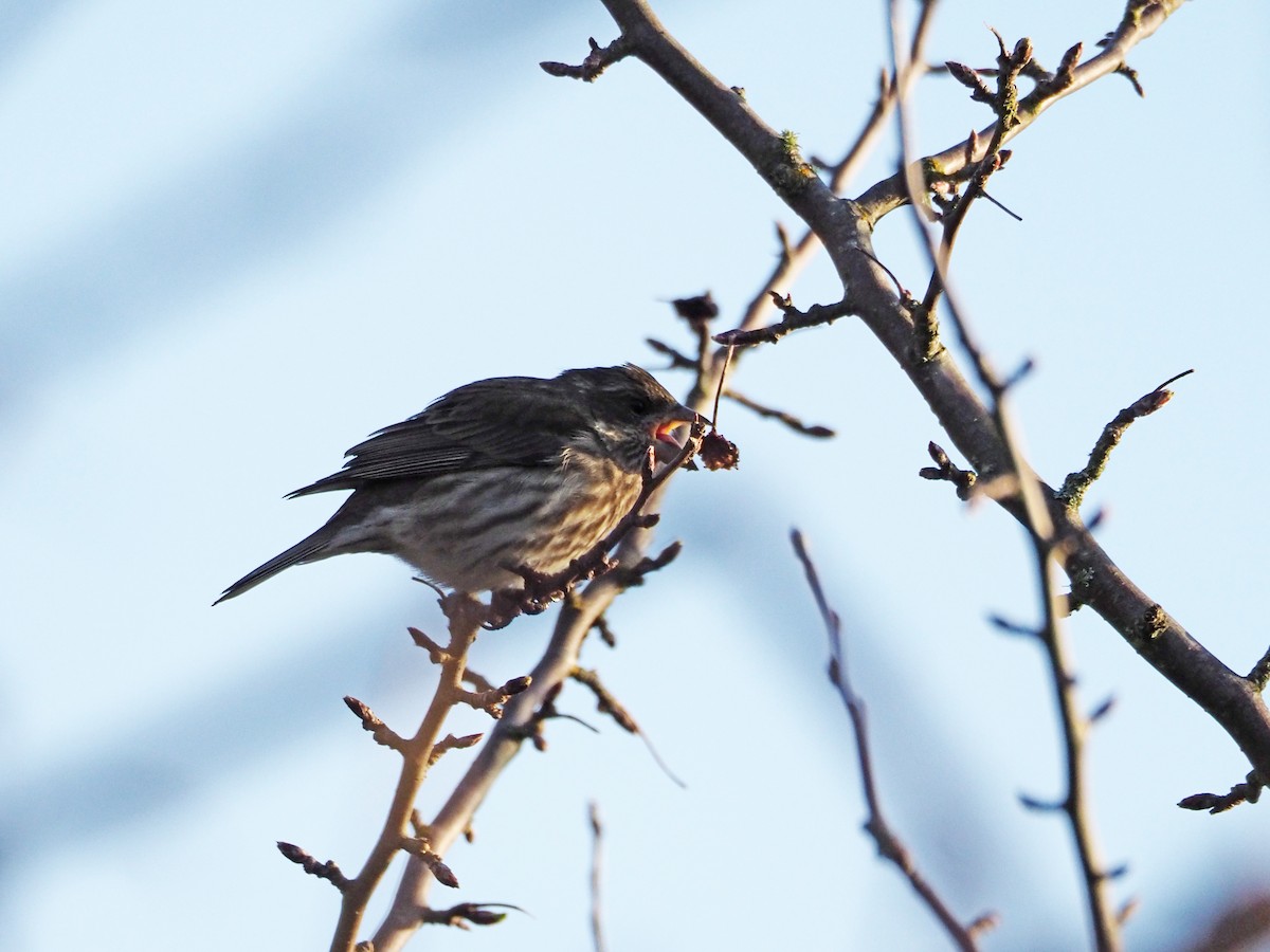 Purple Finch - ML312178261