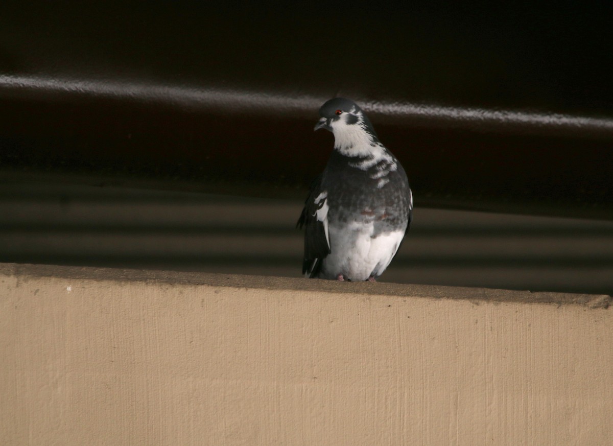 Rock Pigeon (Feral Pigeon) - ML312178421