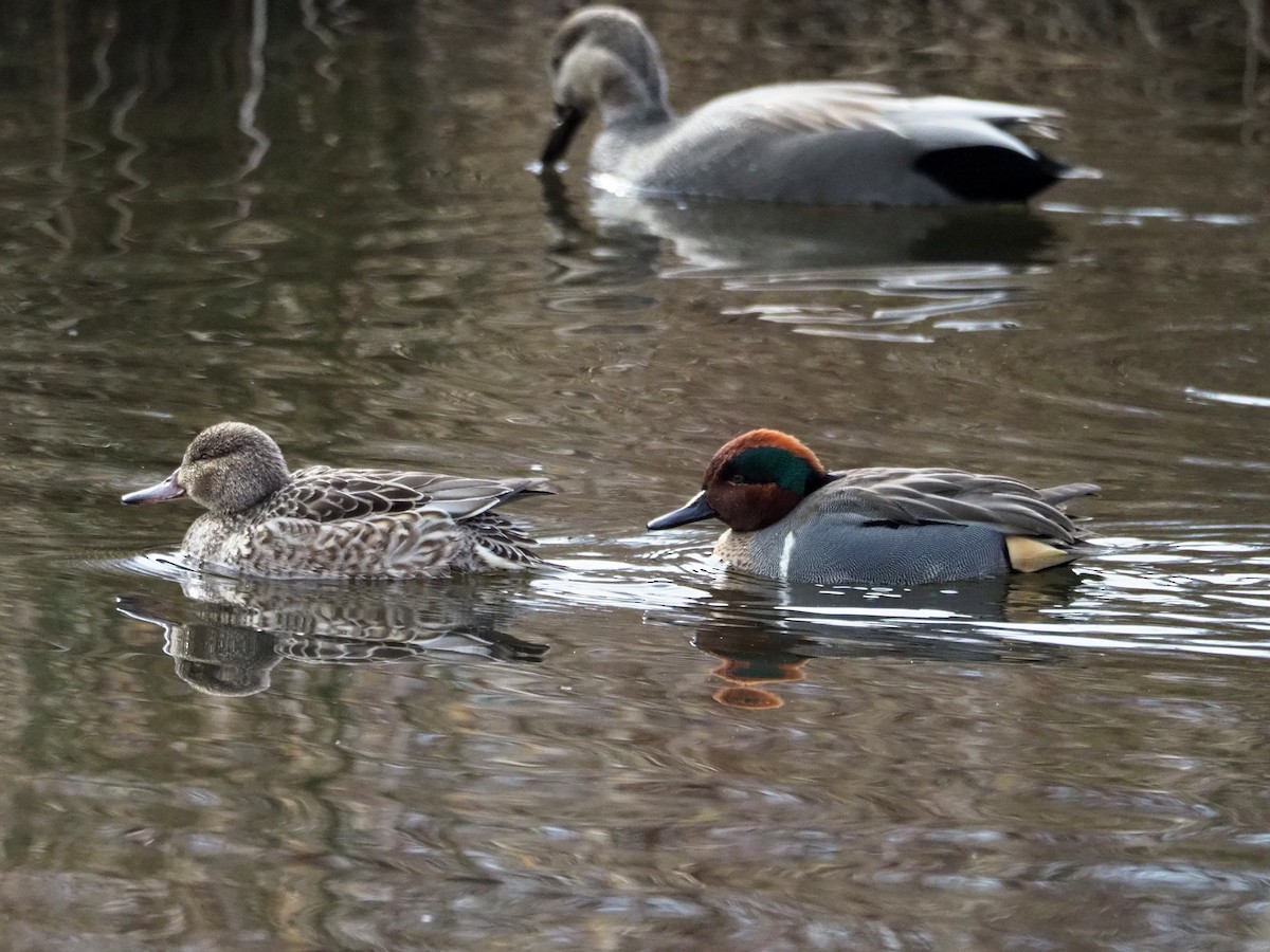 小水鴨(carolinensis) - ML312178621