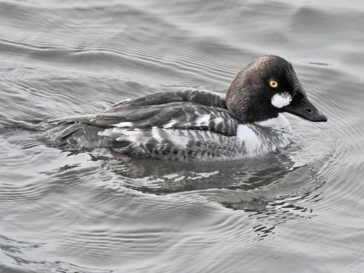 Common Goldeneye - ML312178631