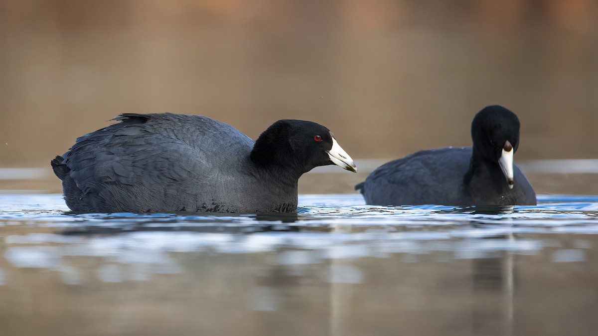 American Coot - ML312179081