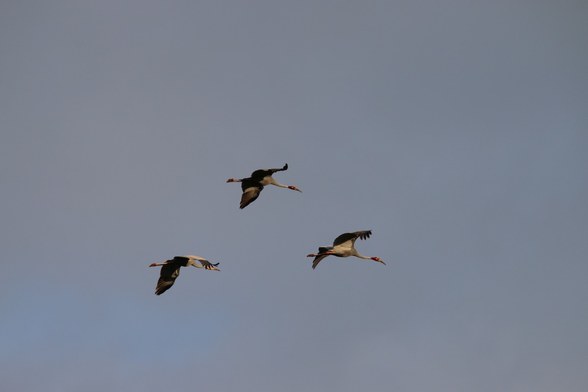 Sarus Crane - ML312180471