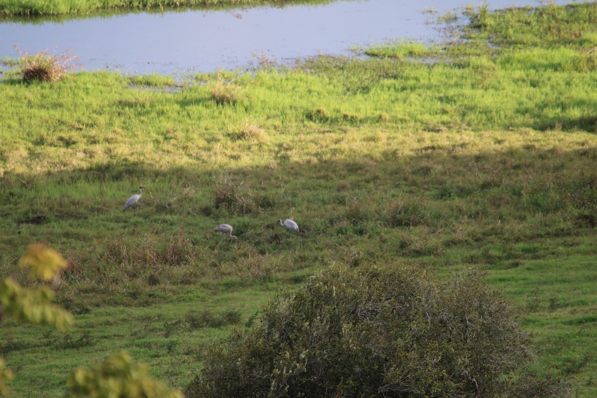 Grue brolga - ML312180521