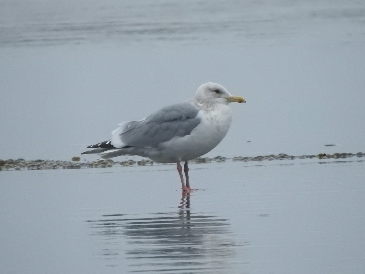 Iceland Gull (Thayer's) - ML312181781