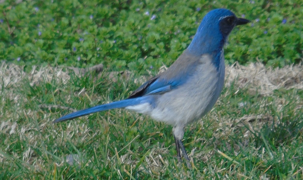 California Scrub-Jay - ML312182601