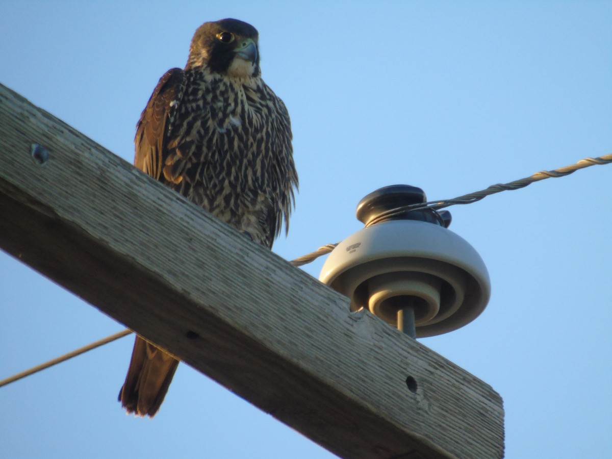 Peregrine Falcon - ML312182821