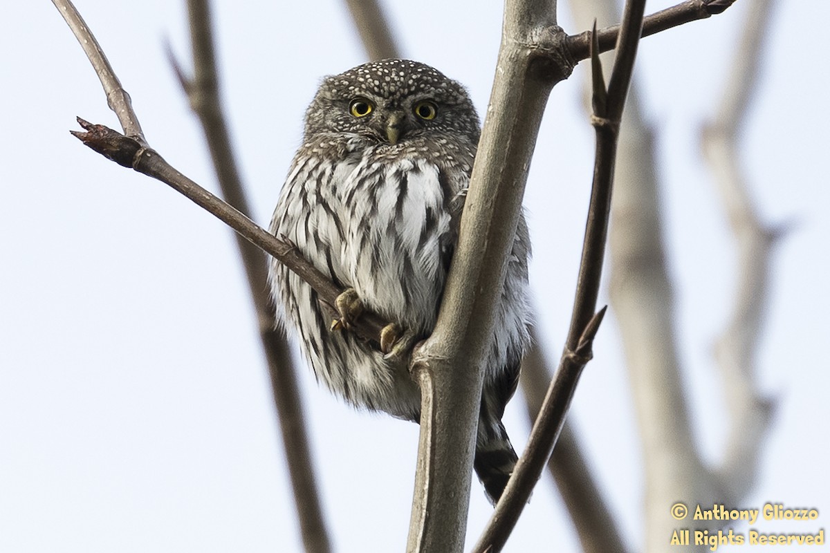 Northern Pygmy-Owl - ML312183171