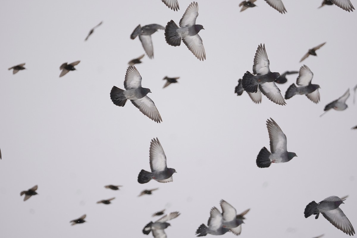 Хөхвөр тагтаа (суурин газрын) - ML312183971