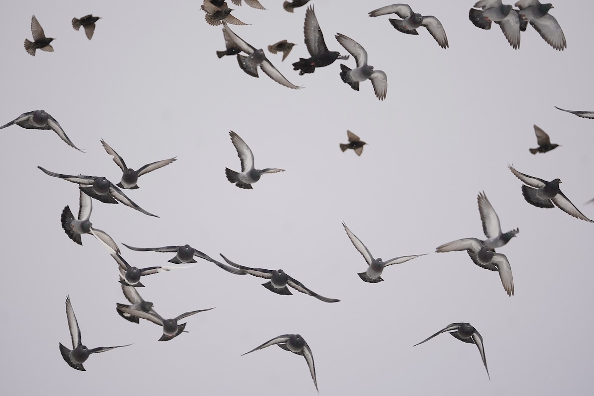 Хөхвөр тагтаа (суурин газрын) - ML312183981