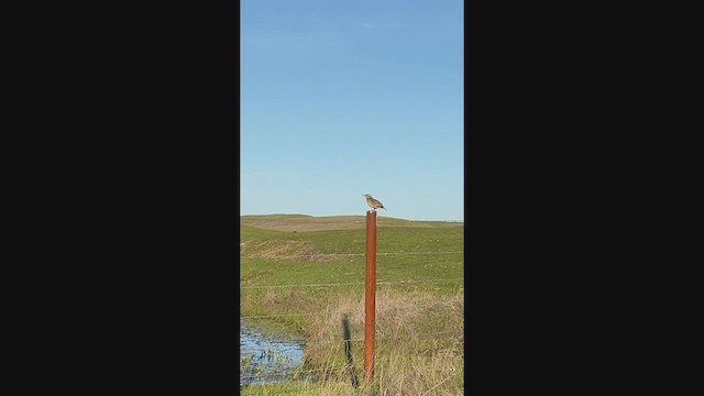 Western Meadowlark - ML312184221