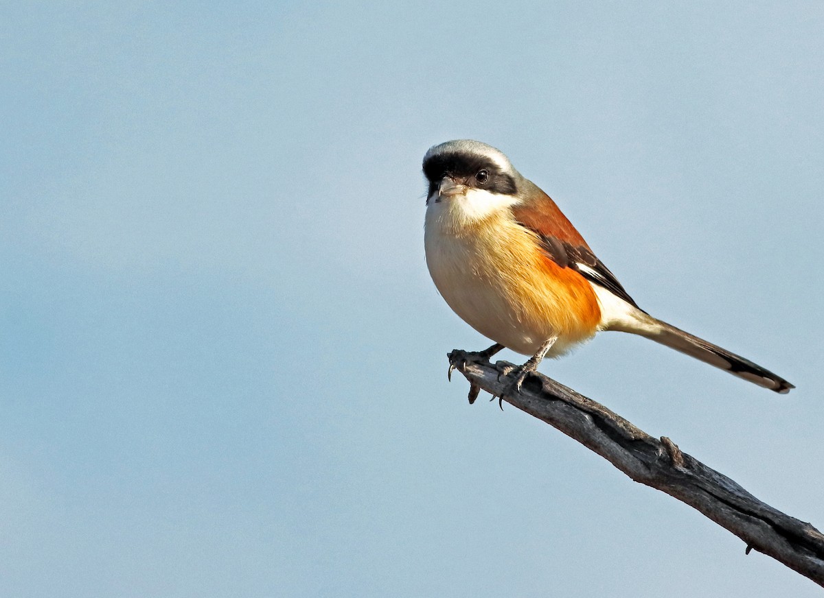 Bay-backed Shrike - ML312185511