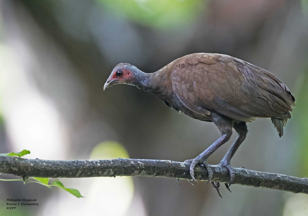 Philippine Megapode - ML312189031