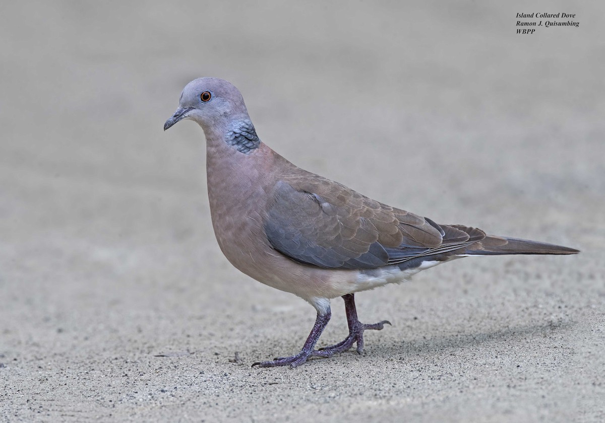 Philippine Collared-Dove - Ramon Quisumbing