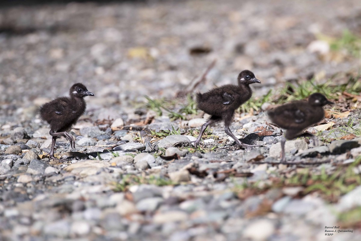 Barred Rail - ML312189621