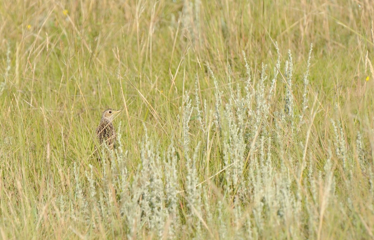 Sprague's Pipit - PC Smith