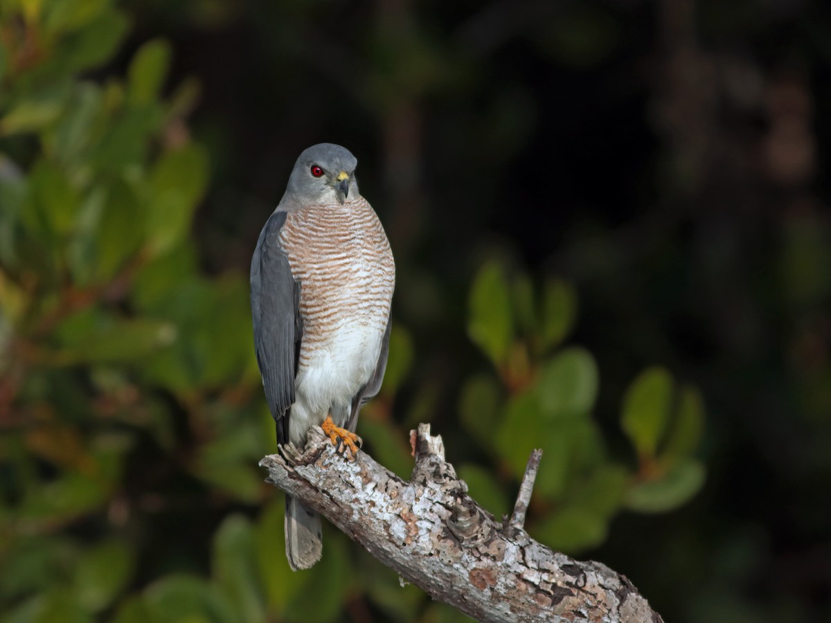 Shikra - ML312193331