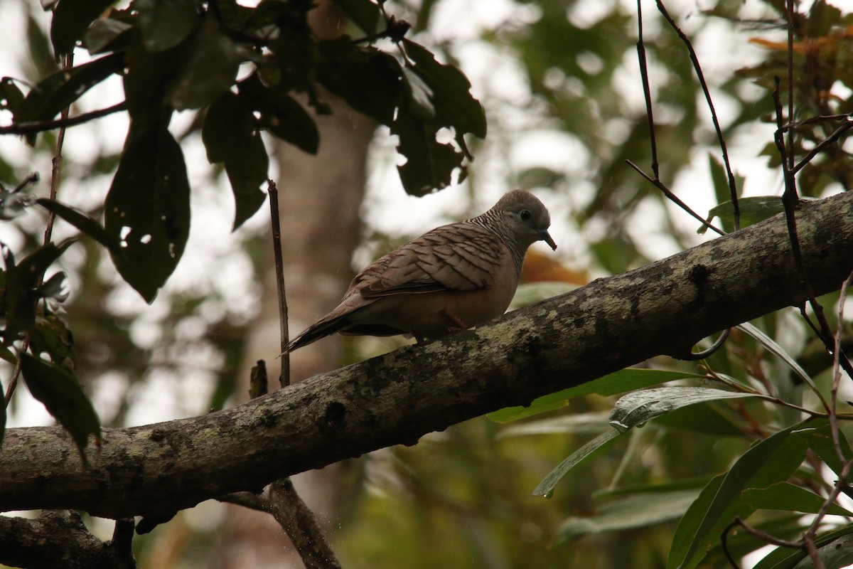 Peaceful Dove - ML312194741