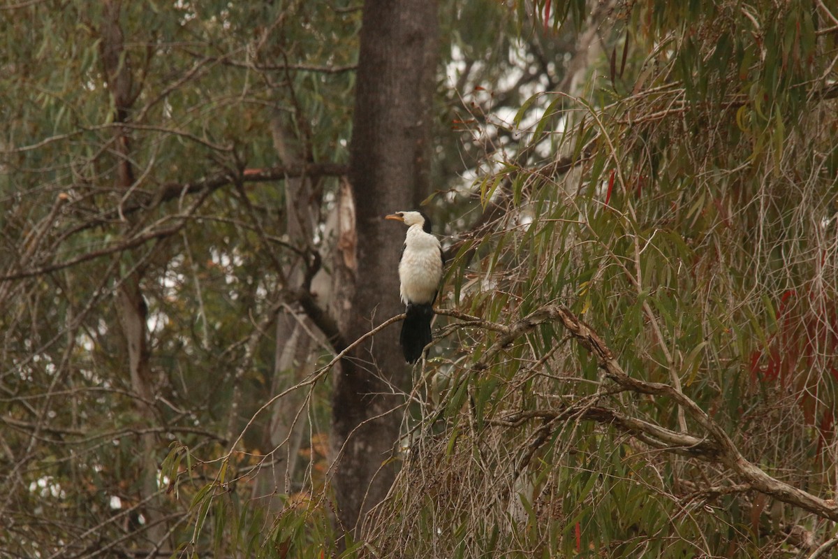 Little Pied Cormorant - ML312194891