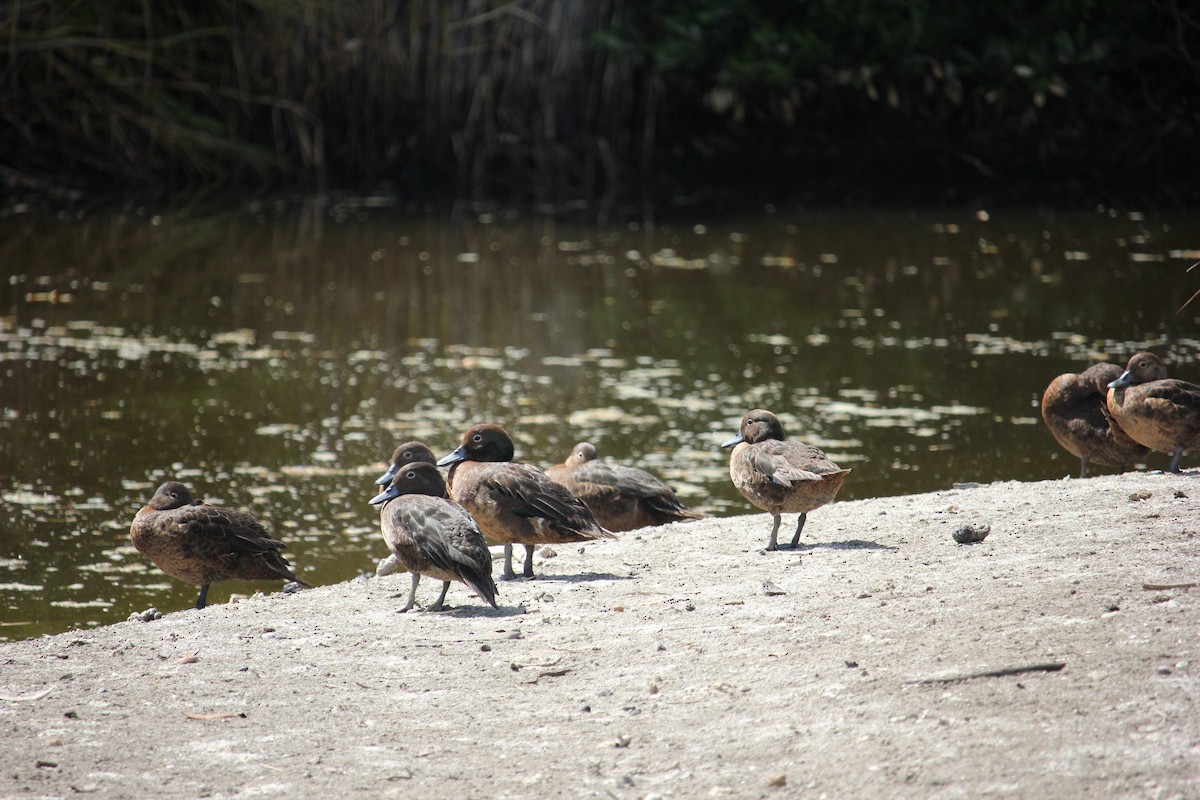 Brown Teal - ML312194911