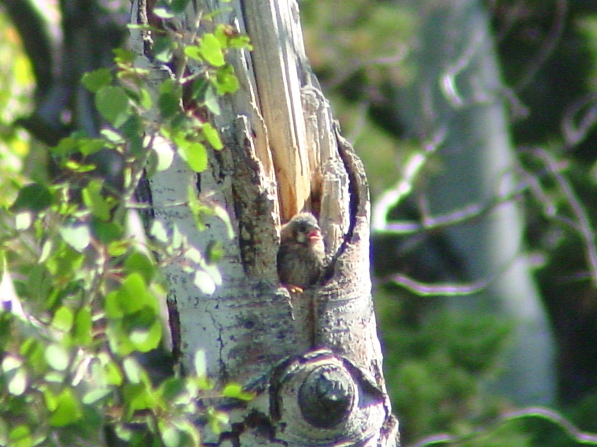 American Kestrel - ML312197831