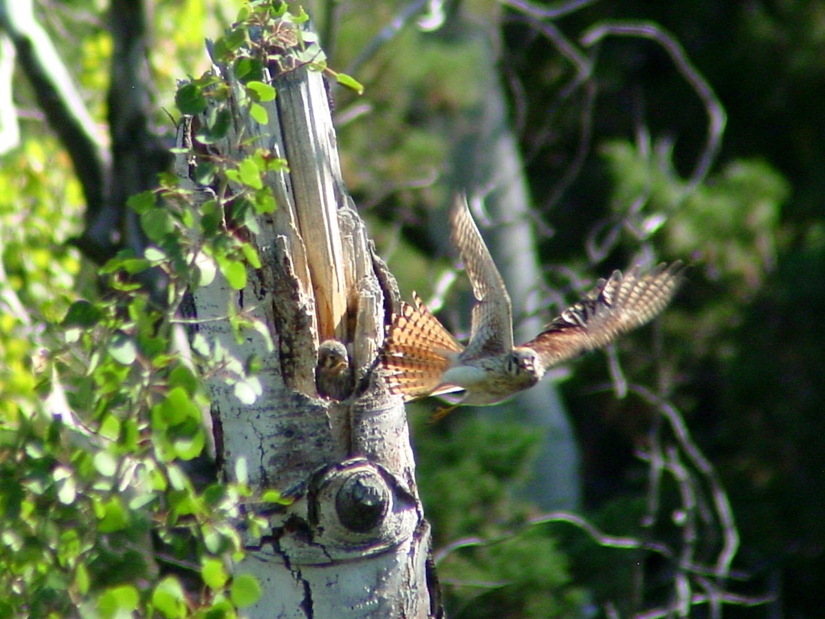 American Kestrel - ML312197841