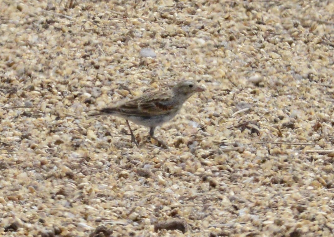 Thick-billed Longspur - ML312198211