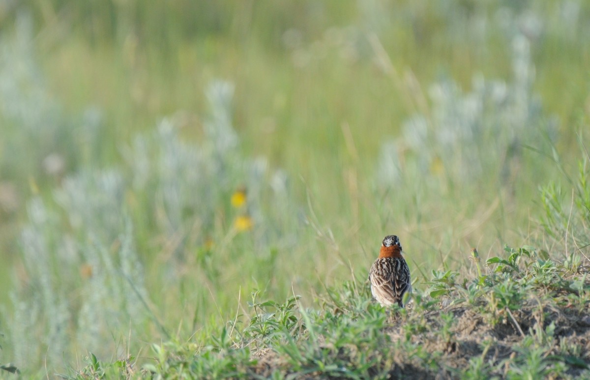 Chestnut-collared Longspur - ML31219931