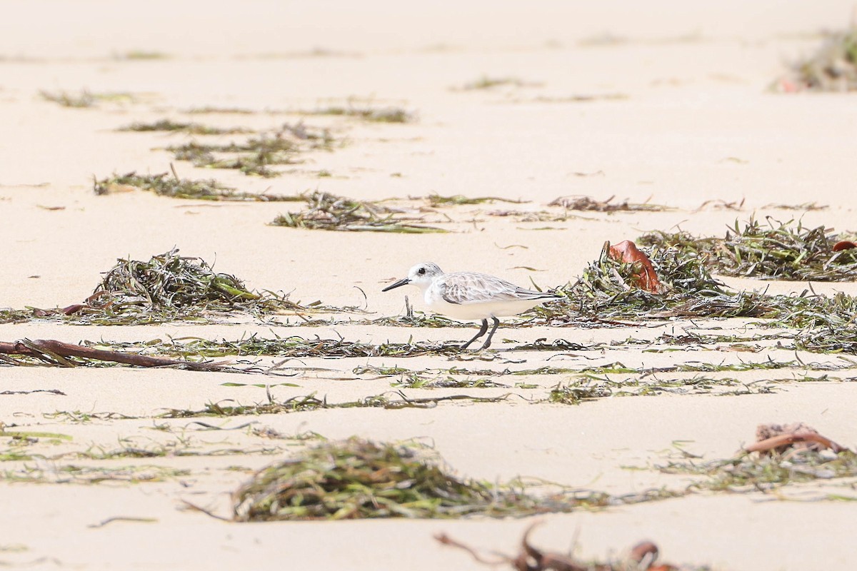 Bécasseau sanderling - ML312200241