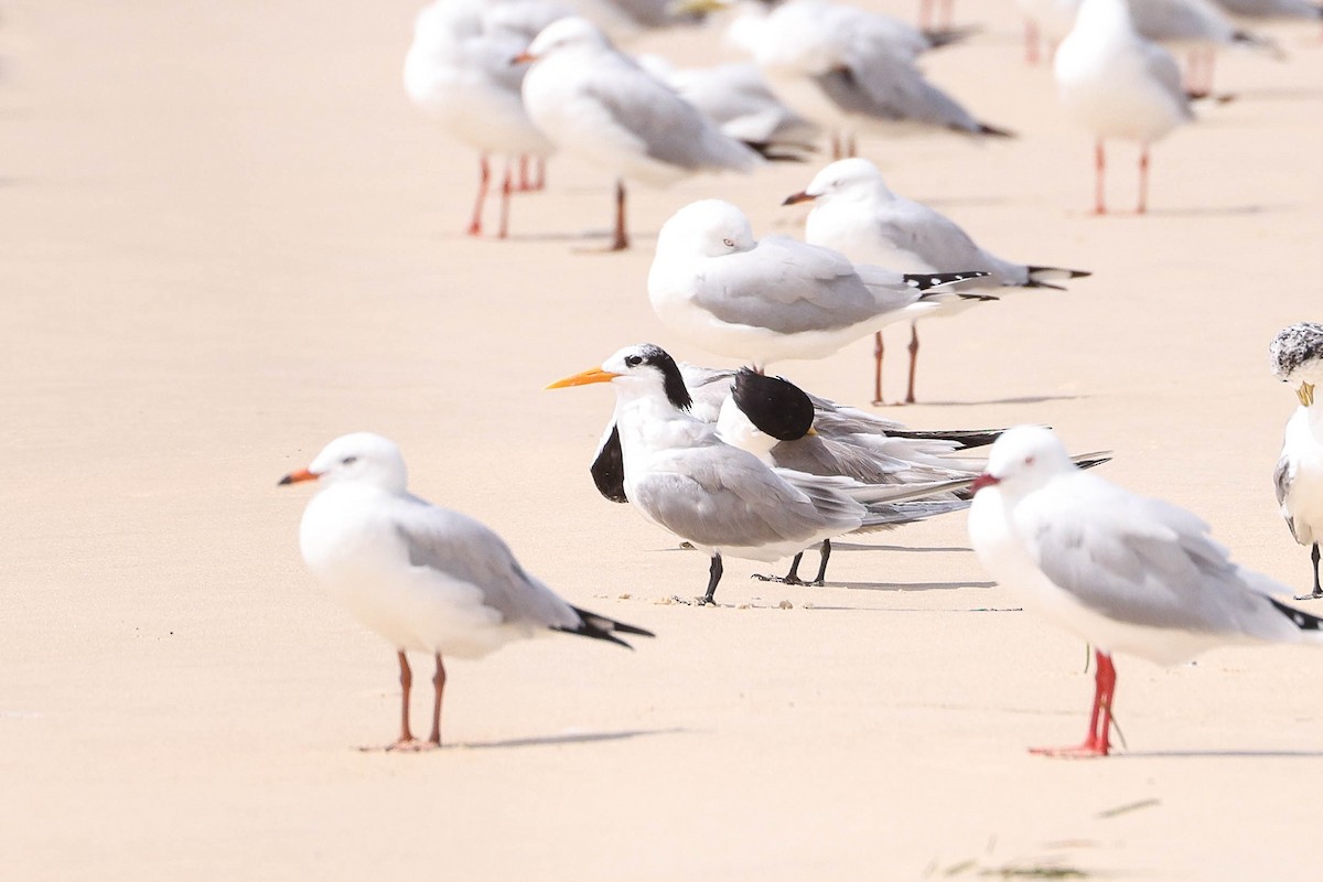 Lesser Crested Tern - ML312200251