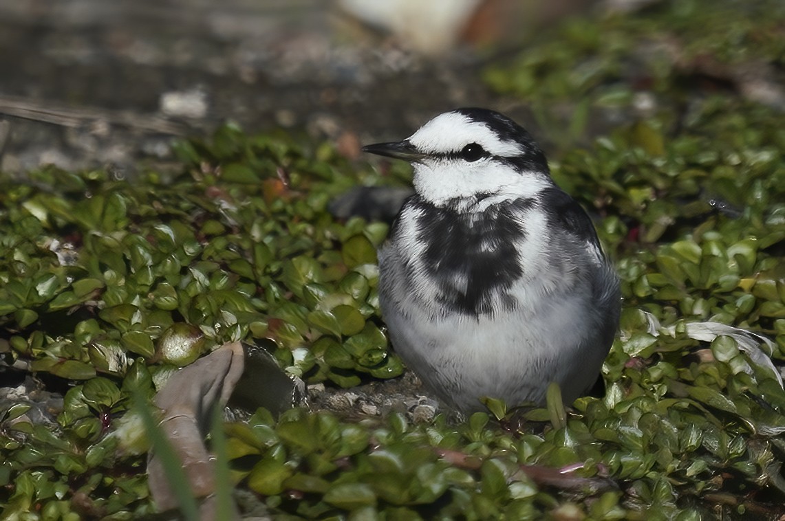 White Wagtail - Anonymous