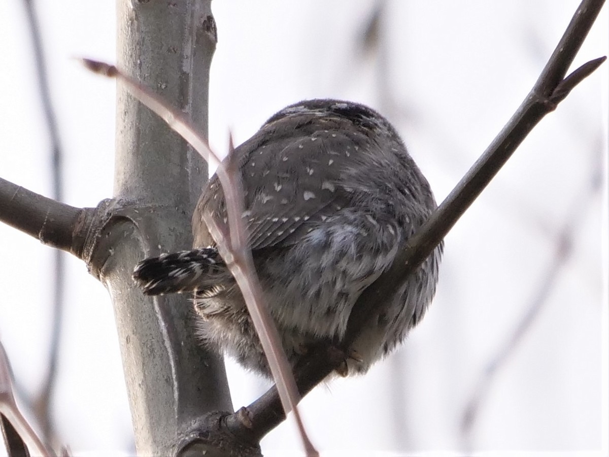 Northern Pygmy-Owl - ML312206661