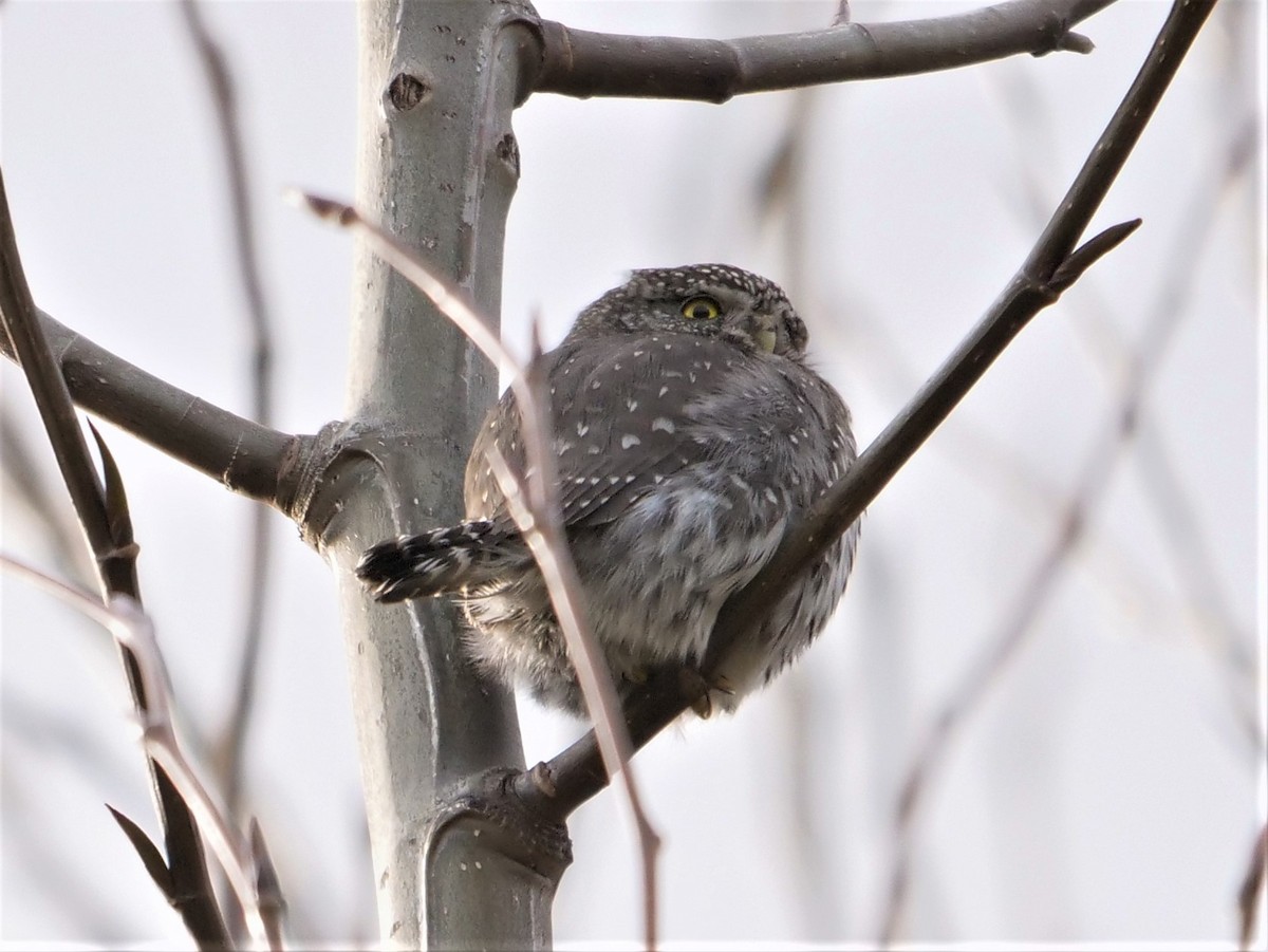 Northern Pygmy-Owl - ML312206671