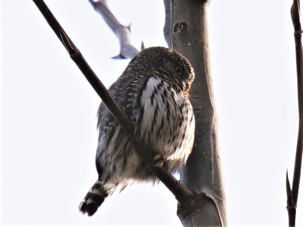 Northern Pygmy-Owl - ML312206681
