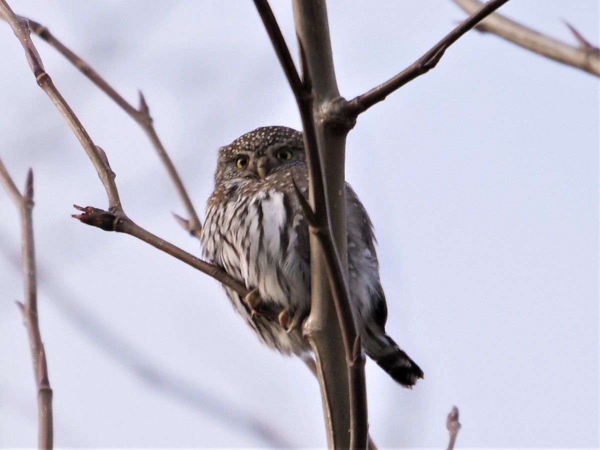 Northern Pygmy-Owl - ML312206691