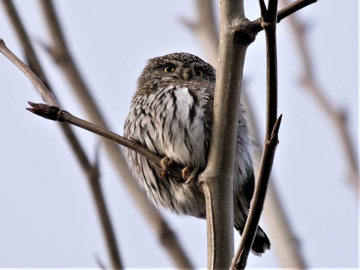 Northern Pygmy-Owl - ML312206701