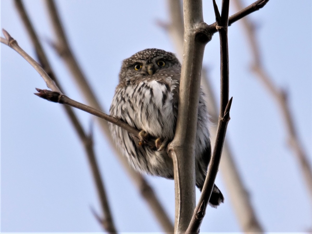 Northern Pygmy-Owl - ML312206711