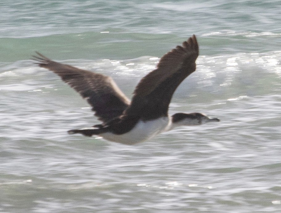 Pied Cormorant - ML312206931