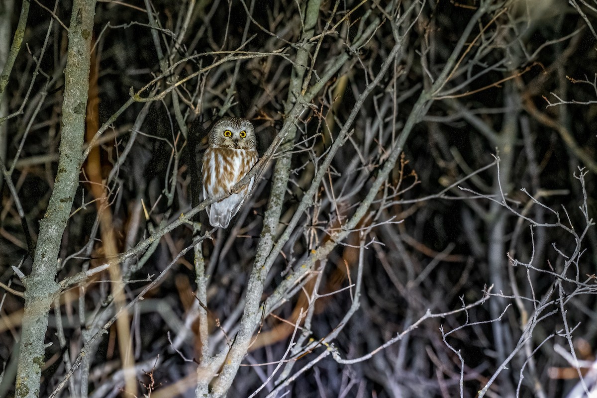 Northern Saw-whet Owl - Jeff Cooper