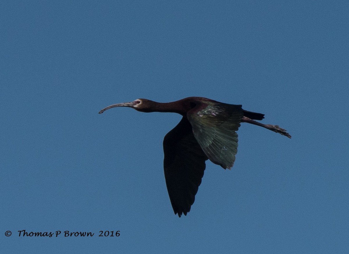 ibis americký - ML31221131